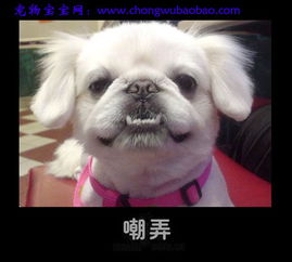 狗狗的表情鄙视