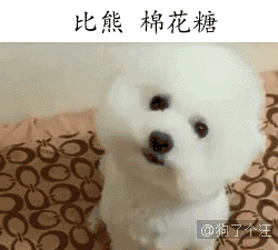 如果选一只带回家,你会选择哪一只宝宝