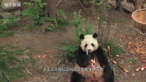 骂胖子表情包熊猫