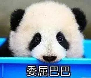关晓彤长腿熊猫表情包七夕