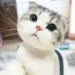求这只萌猫的其他一张套图表情