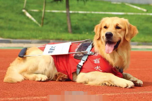 女子带导盲犬进店用餐遭拒,无奈报警,店内保安大喊谁是瞎子