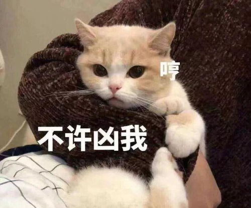 猫咪舔毛,不止是爱干净,还有这些原因
