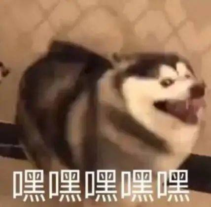 生活表情包搞笑气泡狗