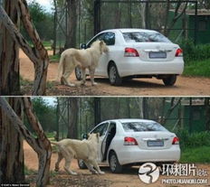 尼泊尔惊现猎豹袭人事件盘点野生动物袭人瞬间