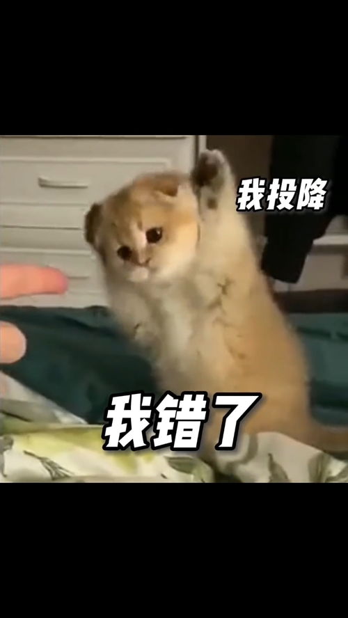 看我这么可爱别生气了吗