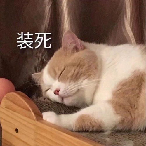 猫猫表情包合集你是猪头吗