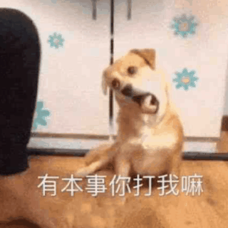 warmsummer表情包大赏