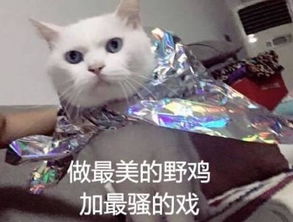 记者冒死暗访吸猫会所,行业内幕惊呆众人