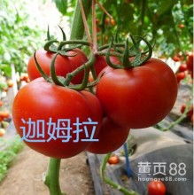 北京威尼斯国际蔬菜种子网