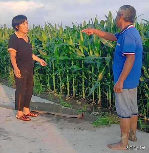 闹大了河南农村农田积水排不出,大妈非要把水抽到大叔田里去