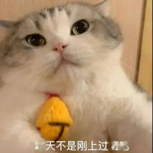 打工猫沙雕表情包