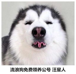 别的柯基都是招风耳,这只柯基竟然长了双兔子耳超萌