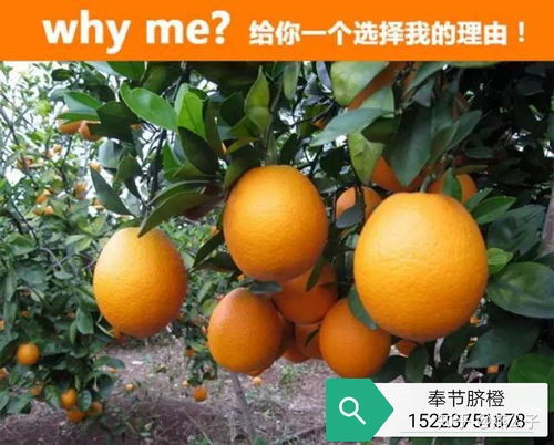 故乡往事.奉节脐橙