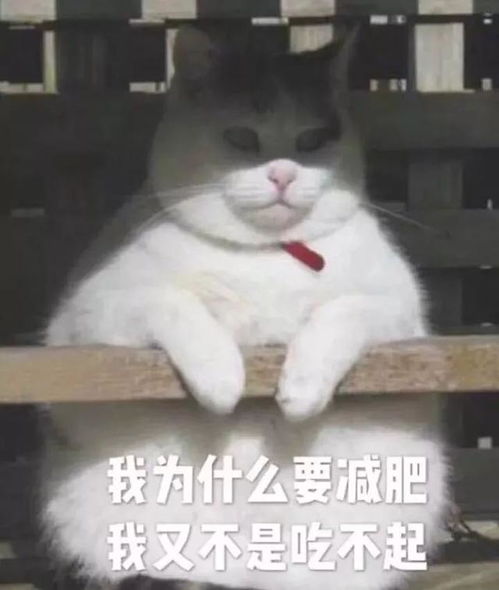 我为什么要减肥,我又不是吃不起
