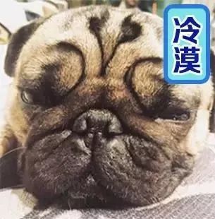 疯狂的动物表情包疯狂