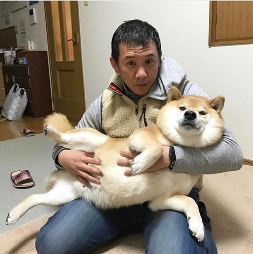柴犬论养了只表情包是什么感觉