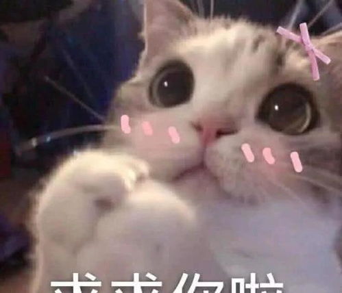 我喜欢你用表情包怎么说杀伤力极强,撩到ta受不了