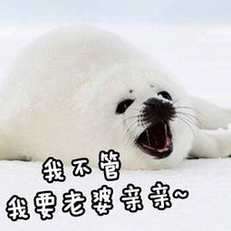 海豹宝宝表情包