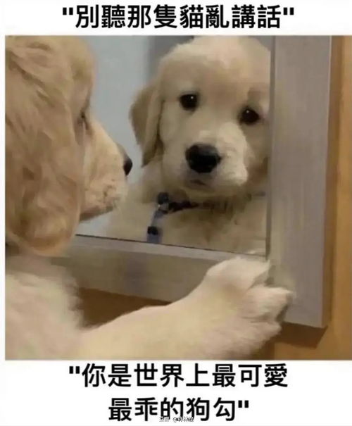 uu们有没有小狗头像o