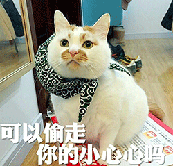 表情包喵星人说,可以偷走你的小心心吗
