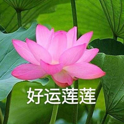 长辈头像心理学,荷花究竟有什么魔力