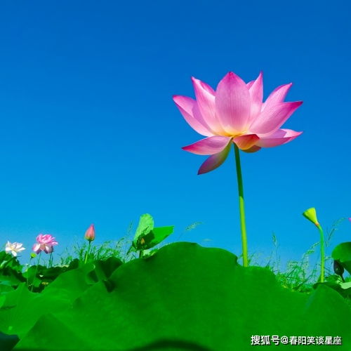 天生是美人的3大生肖女,温柔贤惠很懂事,不打扮也漂亮