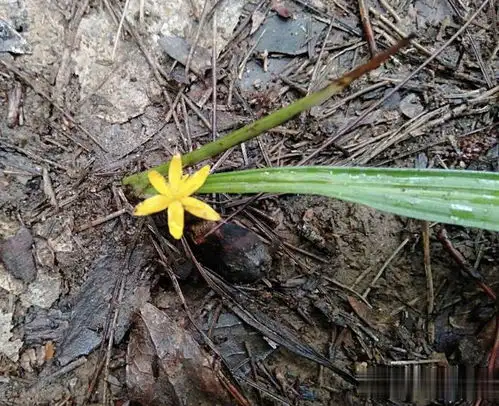 2023年,有1种壮阳草火了40岁以上的人喜欢它,采挖一箩筐