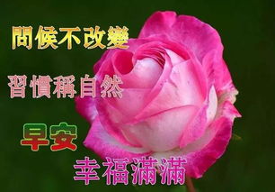 天气渐渐凉了,树叶渐渐黄了,早安,愿你有个美好一天