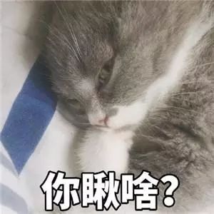 可爱卖萌猫咪表情包走开你丑到朕了