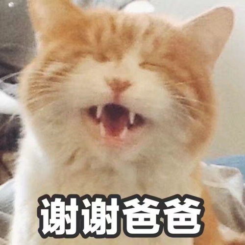 表情包小可爱超萌出租
