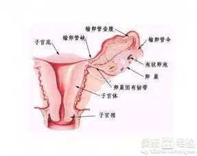 没有性行为可能得卵巢囊肿吗