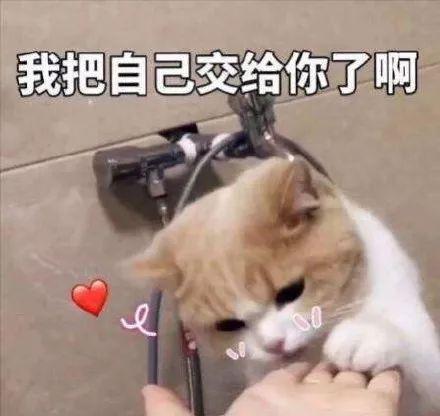 贱萌表情包猫咪