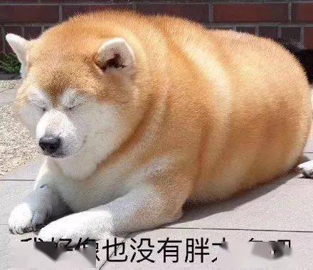 汪星人表情包第28期狗子我知道,我始终无法进入你的心
