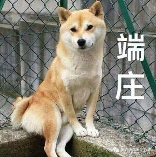 七夕快乐英文表情包秋田犬