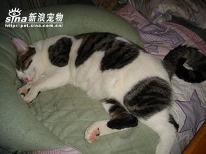 超搞笑表情包动画猫咪