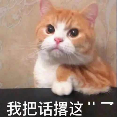 生活不易,猫猫叹气第204期喵表情