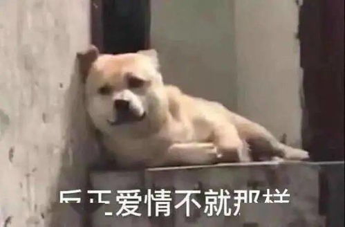 石泉新联会副会长方新春石泉助我腾飞,我要让星光耀石泉