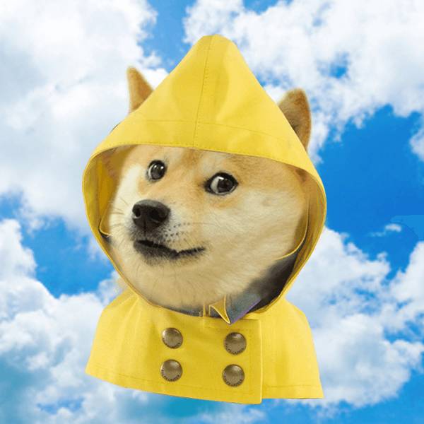 满满精神污染的doge表情包,本体是只软妹柴