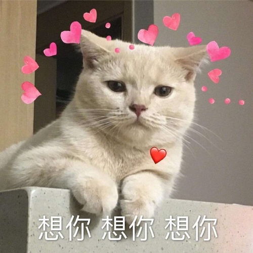 沙雕表情包l美女也要骂