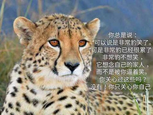 豹毙表情包豹豹