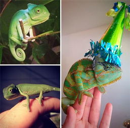 萌宠生日趴大集锦,看完之后哭晕了,真的还不如当条狗