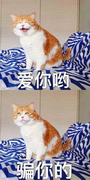 你是不是拿我表情包去撩别人了