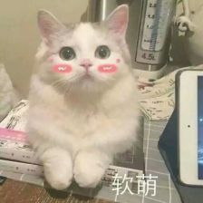 猫咪表情包,已完结堆糖,美好生活研究所超可爱猫咪表情包