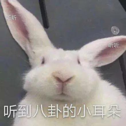 可爱兔兔表情包赖弘国