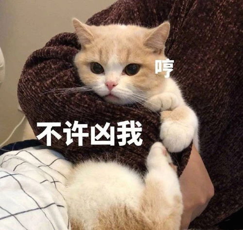 豆瓣工具猪11.1九阳活动repo