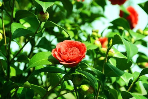 6月开始财运缠身,日子越过越好,钱包越来越鼓的生肖