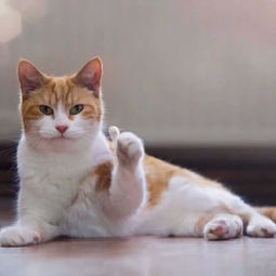比小奶猫还萌表情包卖萌使出吃奶力气图5小祖宗都点赞