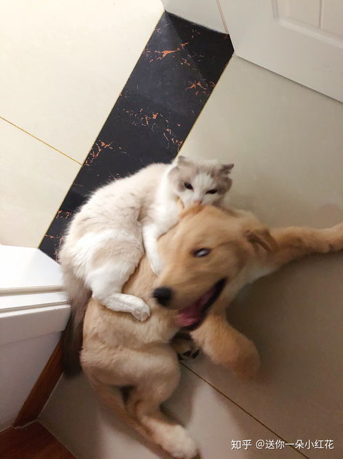 可以发自己家可爱猫猫的照片吗
