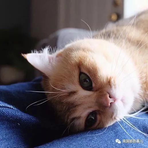 一只自带眼线的橘猫这自带妆感的大眼睛,很妖艳咯